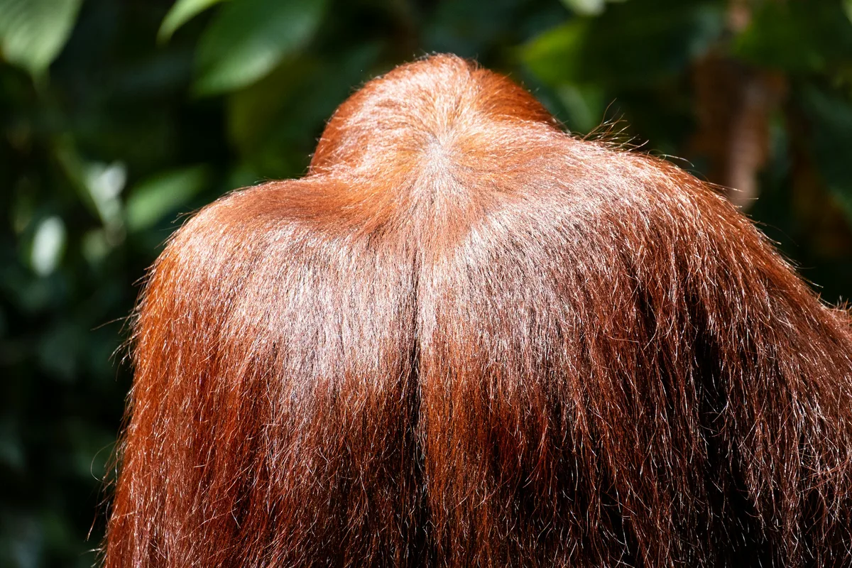 Voor: koperig uitgeslagen kleur
